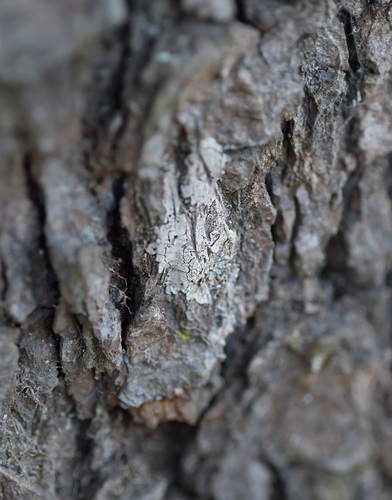 Lantern Fly Eggs 1.jpg